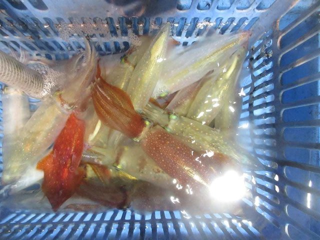 マイカ(ケンサキイカ)