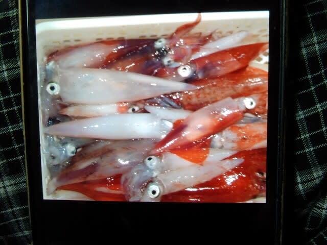 マイカ(ケンサキイカ)