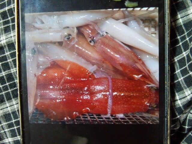 マイカ(ケンサキイカ)