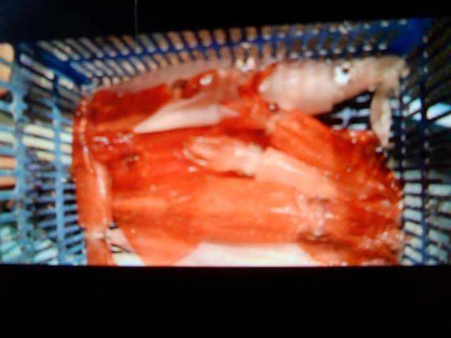 マイカ(ケンサキイカ)