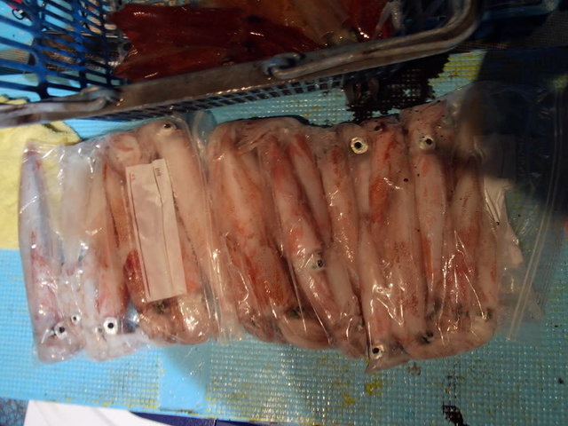 マイカ(ケンサキイカ)