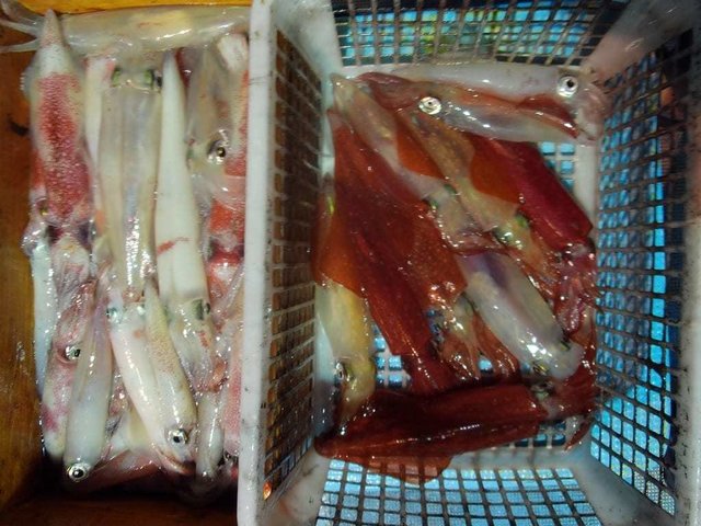 マイカ(ケンサキイカ)