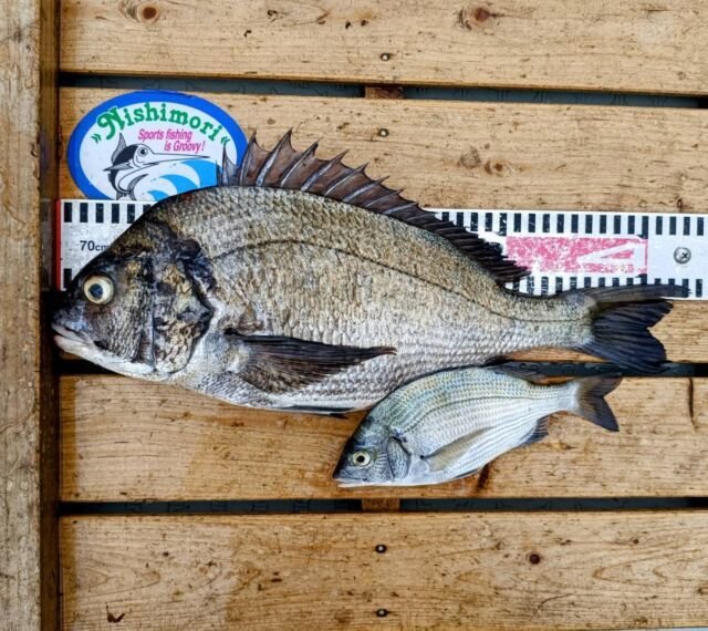 チヌ(クロダイ)