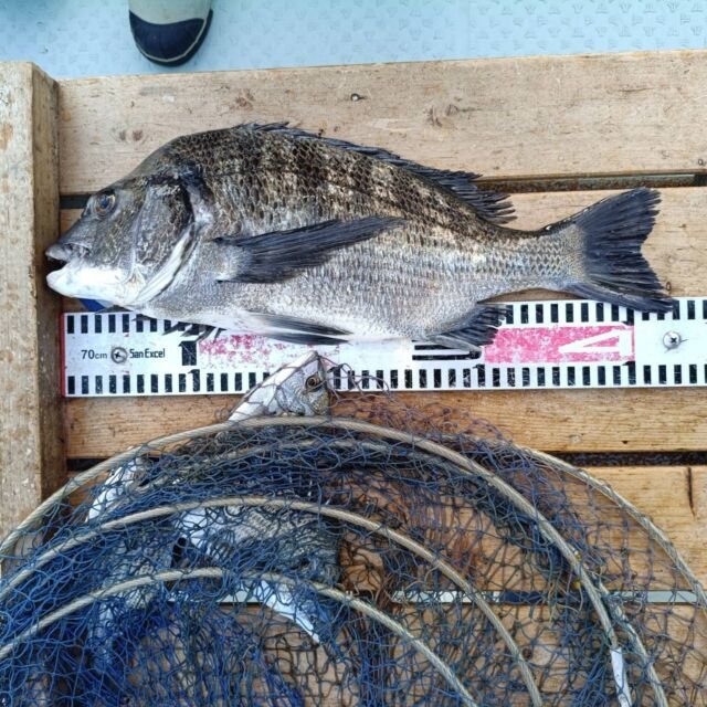 チヌ(クロダイ)