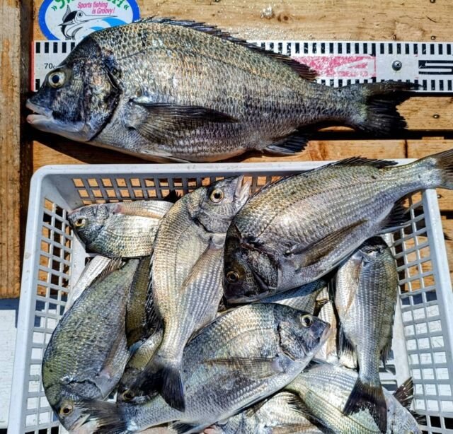 チヌ(クロダイ)