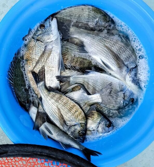 チヌ(クロダイ)