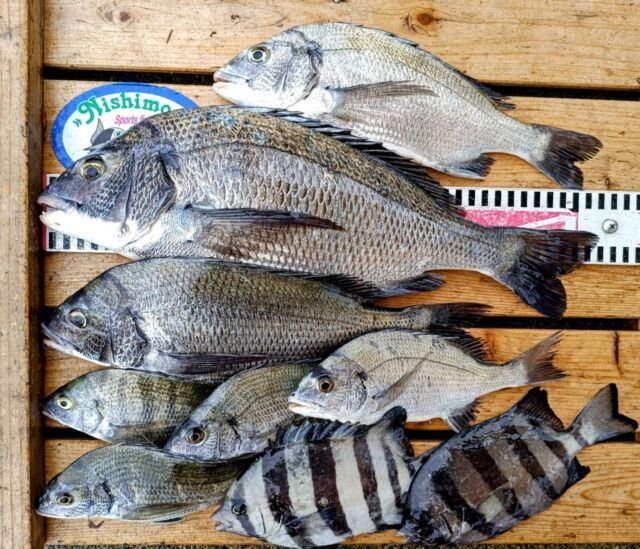 チヌ(クロダイ)・サンバソウ(イシダイ)