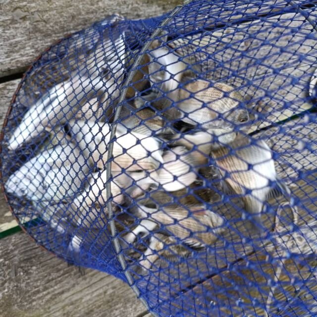 チヌ(クロダイ)