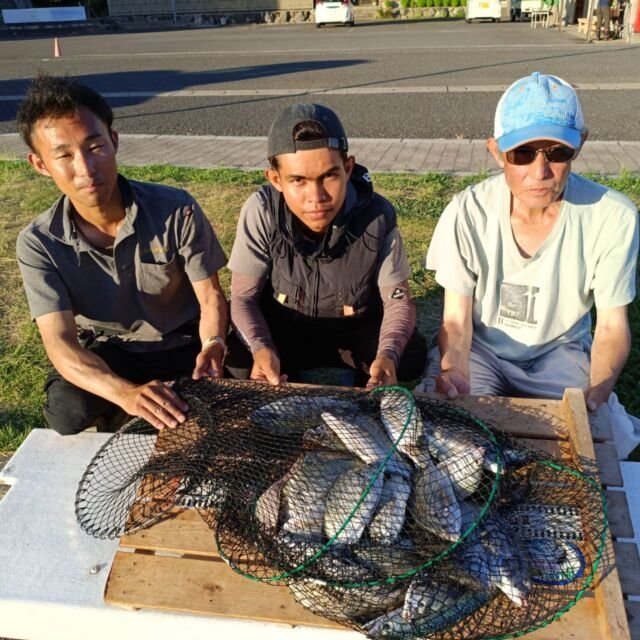 チヌ(クロダイ)