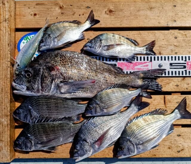 チヌ(クロダイ)