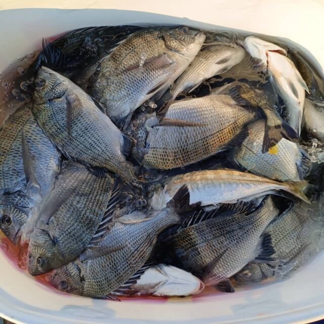 チヌ(クロダイ)・アジ(マアジ)