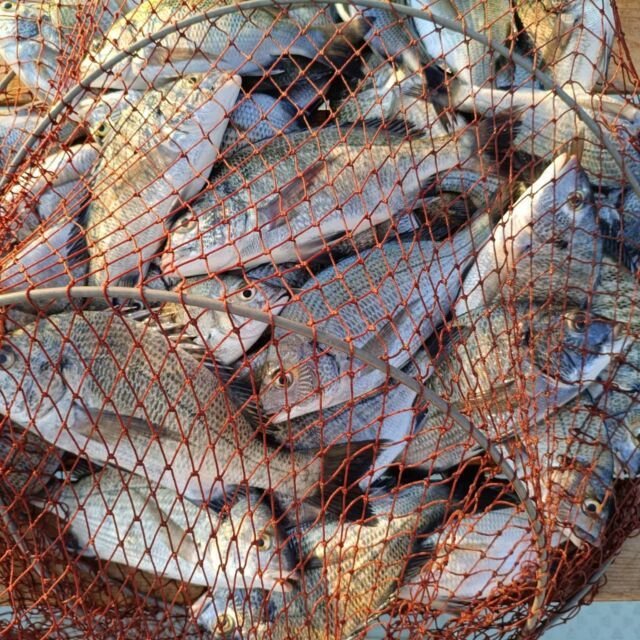 チヌ(クロダイ)