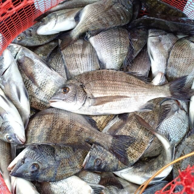 チヌ(クロダイ)