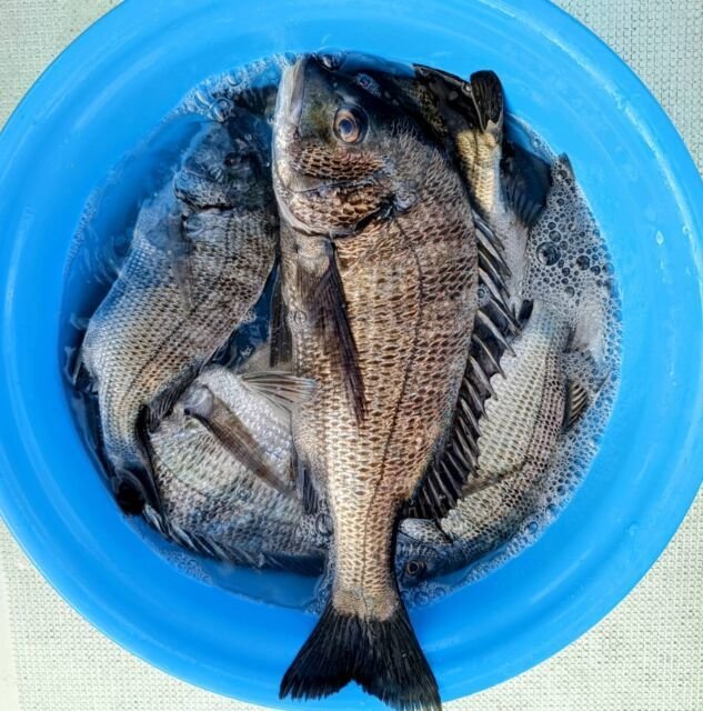 チヌ(クロダイ)