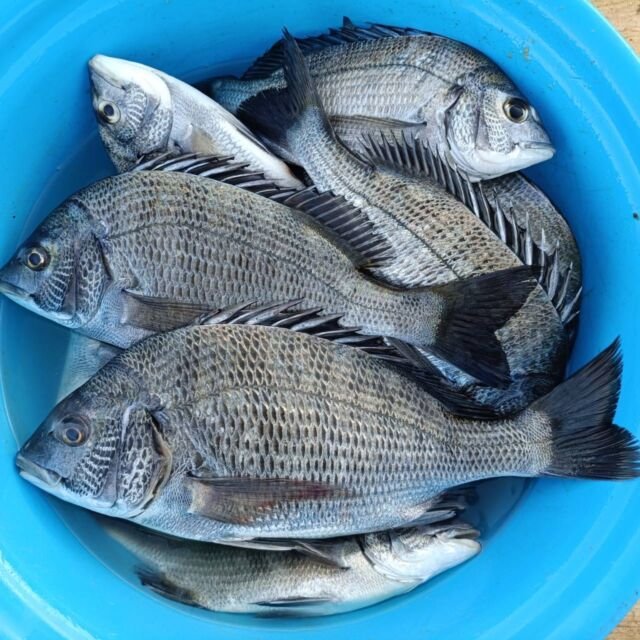 チヌ(クロダイ)