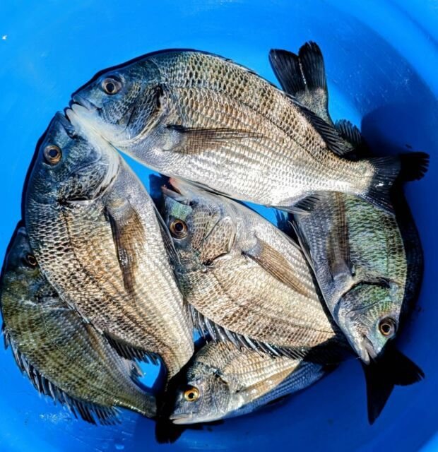 チヌ(クロダイ)