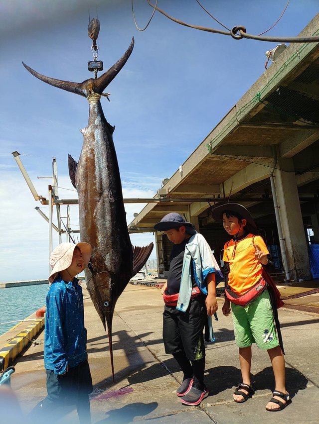 カジキ(マカジキ)