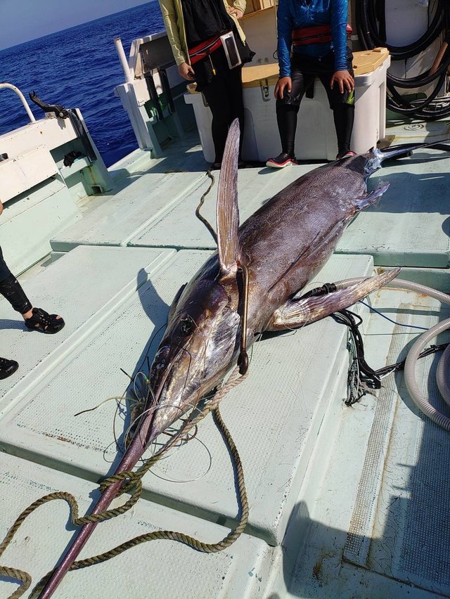 カジキ(マカジキ)