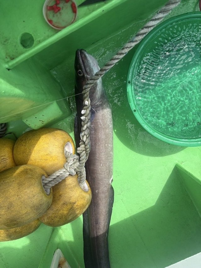 アナゴ(マアナゴ)