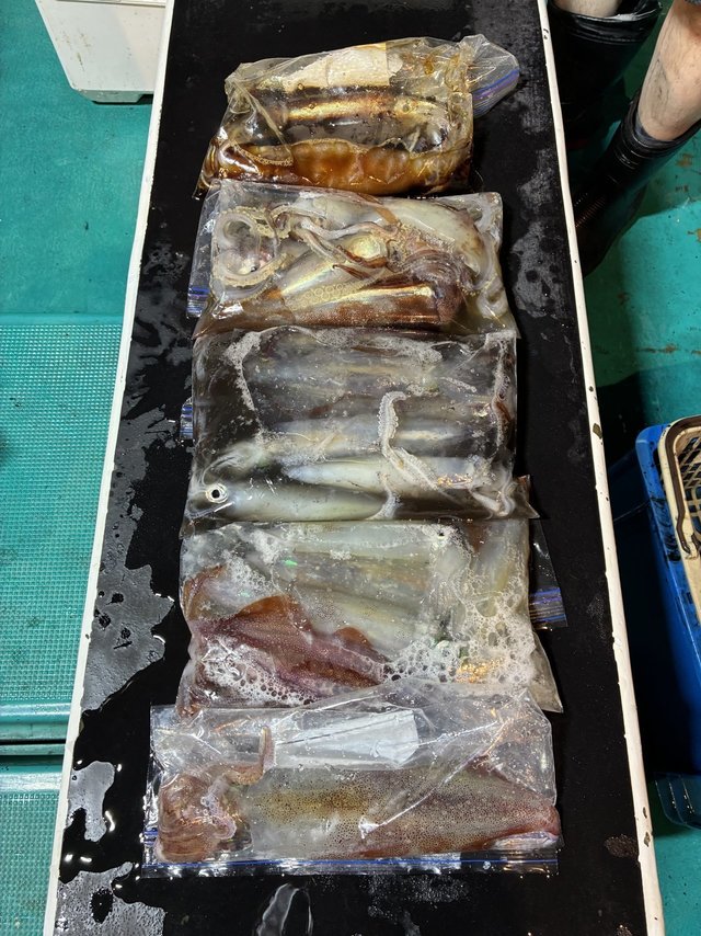 アカイカ(ケンサキイカ)