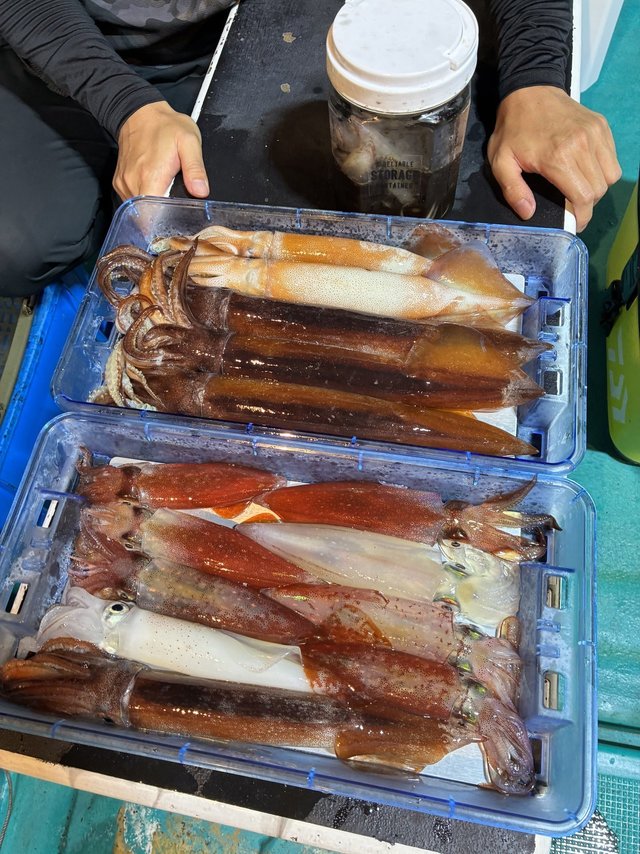 アカイカ(ケンサキイカ)