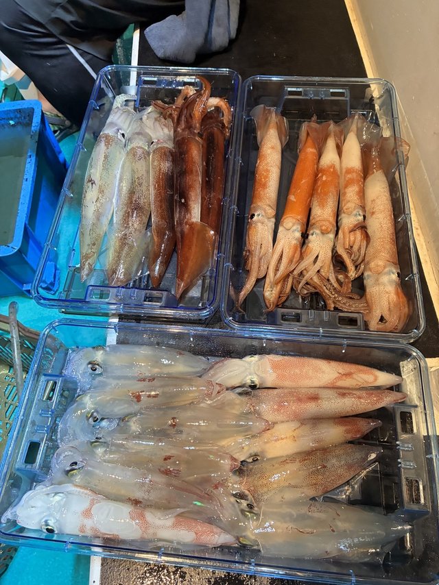 アカイカ(ケンサキイカ)