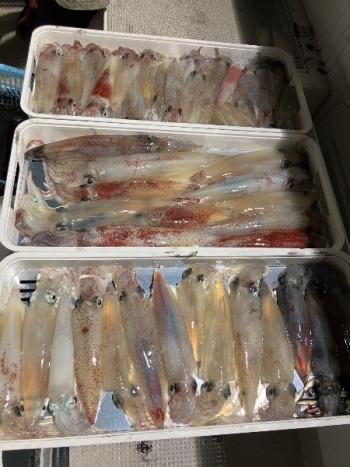 マイカ(ケンサキイカ)