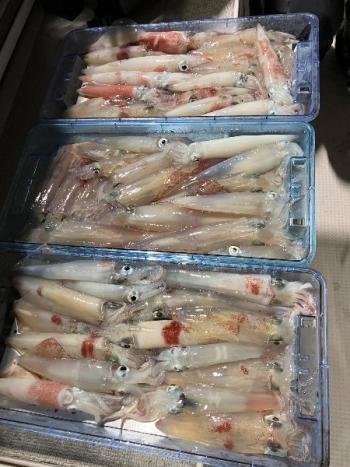 マイカ(ケンサキイカ)