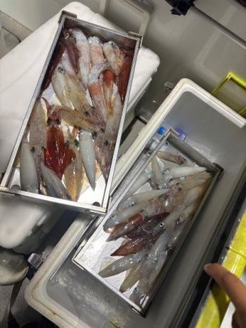 マイカ(ケンサキイカ)