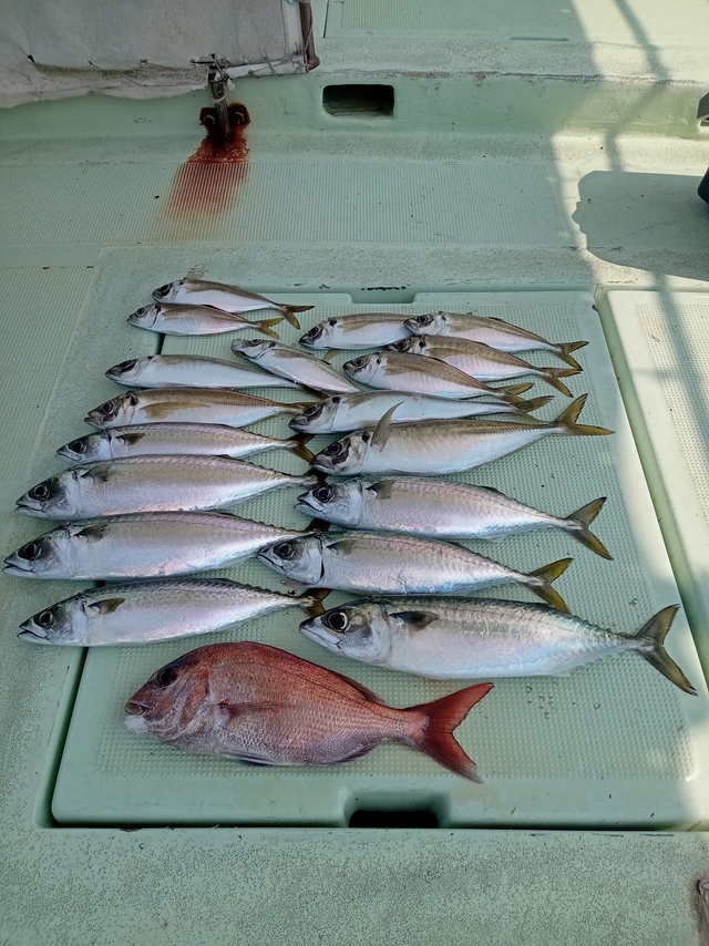 マダイ・マアジ・サバ(マサバ)