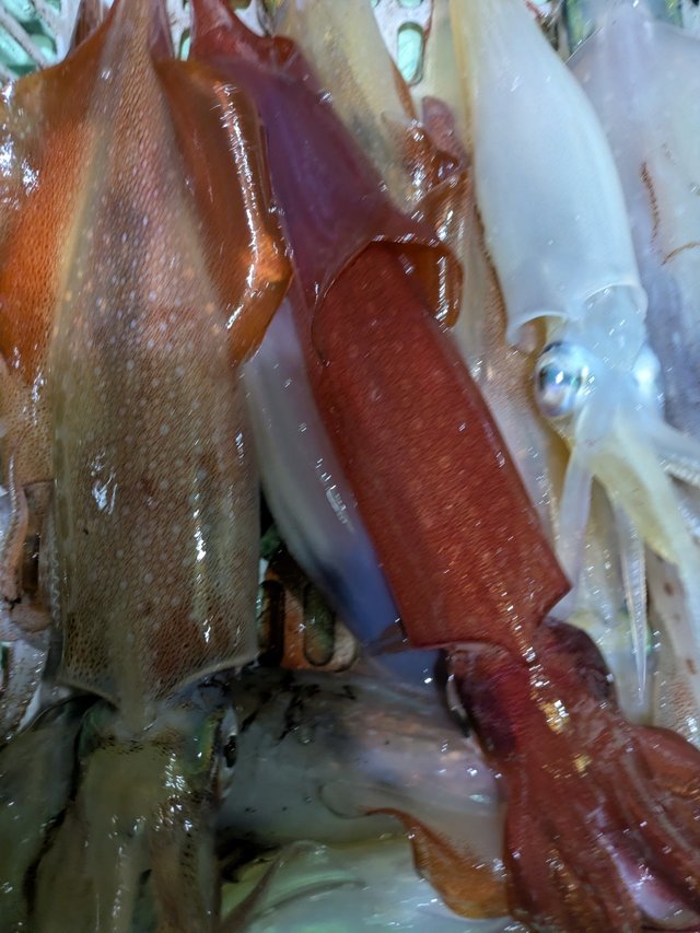 イカ(ケンサキイカ)