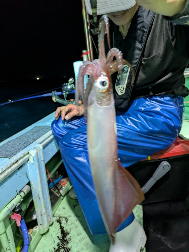 イカ(ケンサキイカ)