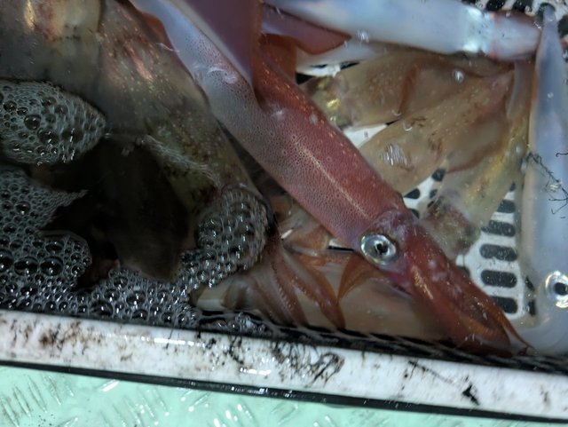 イカ(ケンサキイカ)