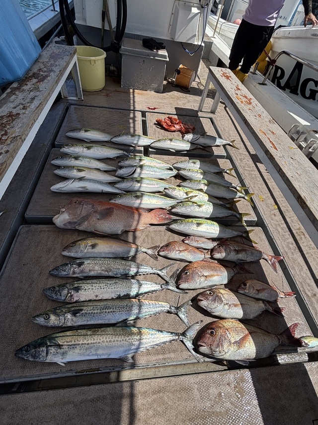 マダイ・ハマチ(ブリ)・サワラ・ヒラメ