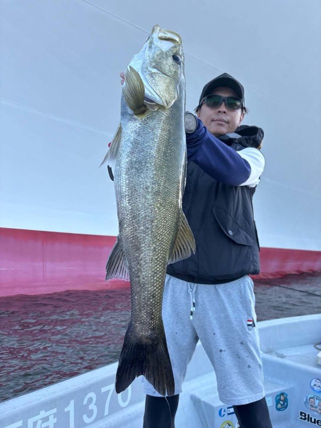 シーバス(スズキ)