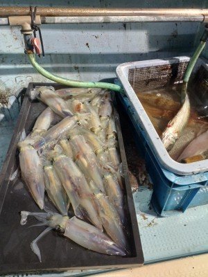 イカ(ケンサキイカ)