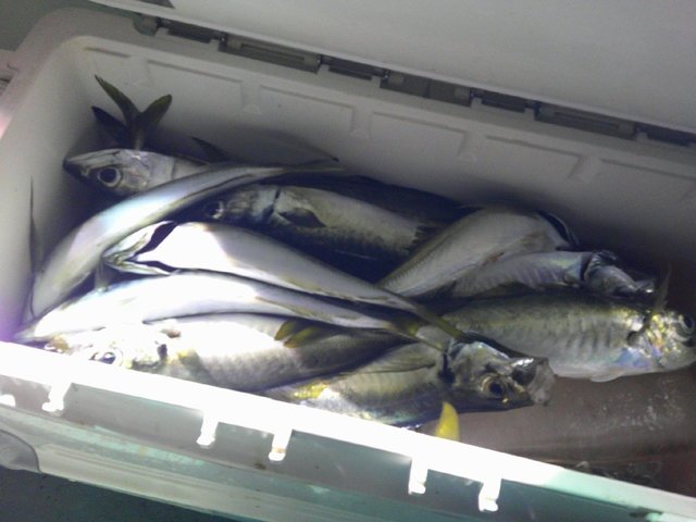 アジ(マアジ)・サバ(ゴマサバ)