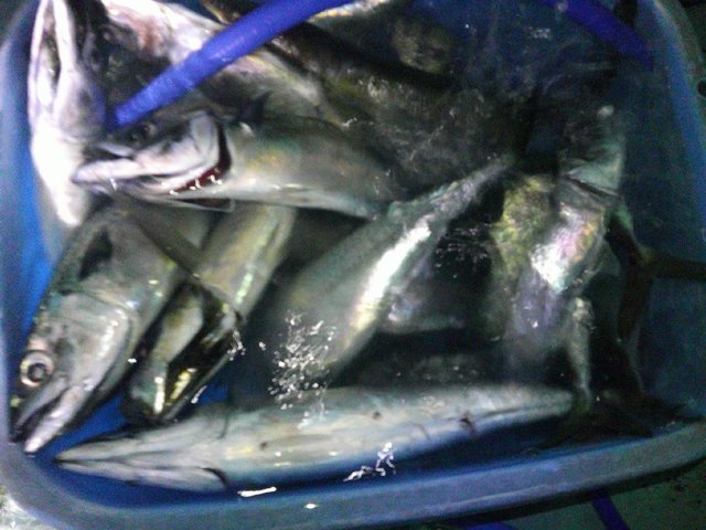 アジ(マアジ)・サバ(ゴマサバ)