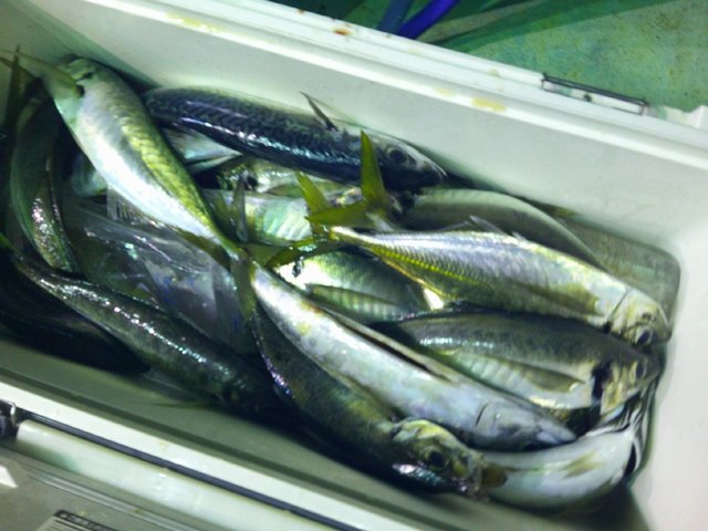 アジ(マアジ)・サバ(ゴマサバ)