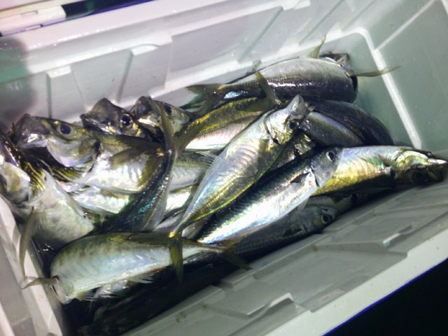 アジ(マアジ)・サバ(ゴマサバ)