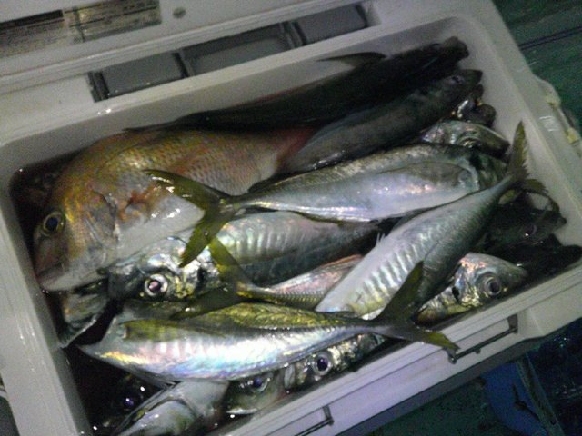 マダイ・アジ(マアジ)