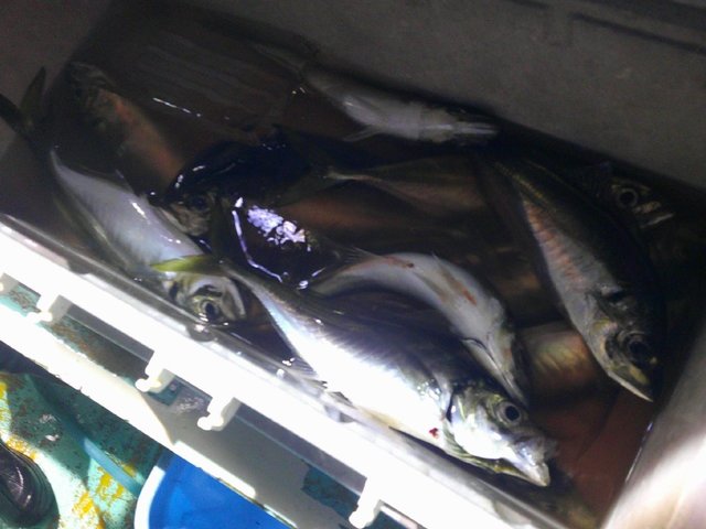 アジ(マアジ)・サバ(ゴマサバ)