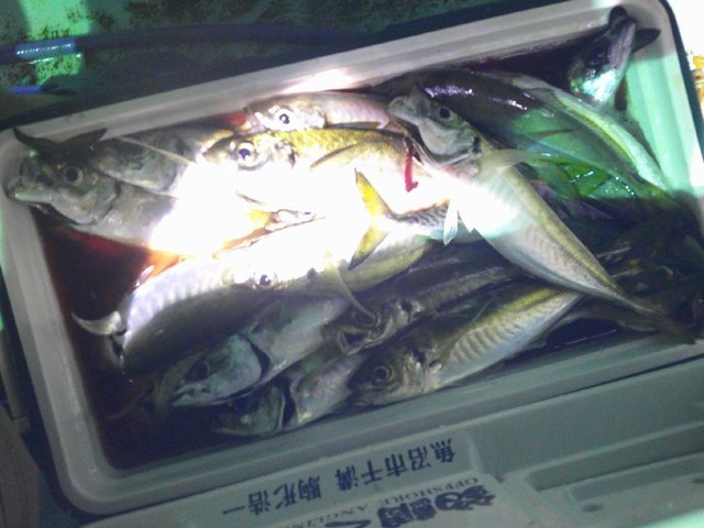 アジ(マアジ)・サバ(ゴマサバ)