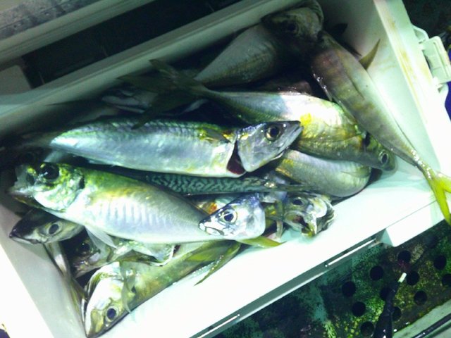 アジ(マアジ)・サバ(ゴマサバ)