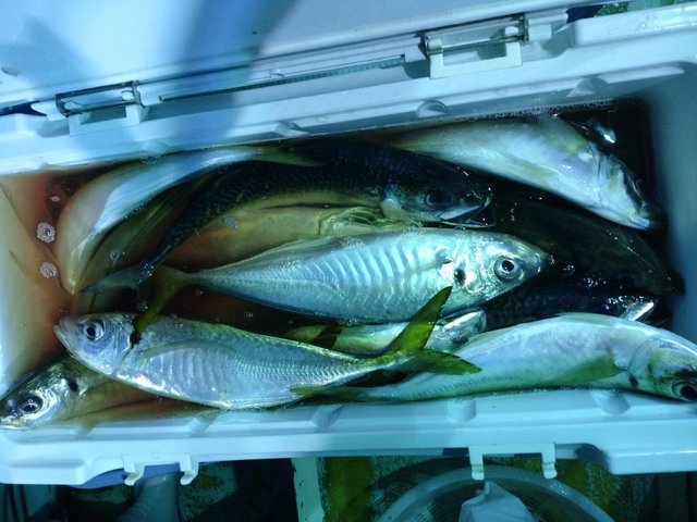 アジ(マアジ)・サバ(ゴマサバ)