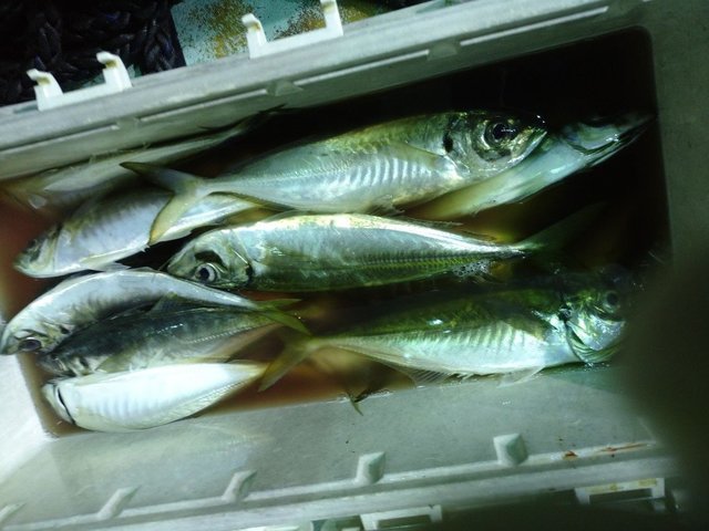 アジ(マアジ)・サバ(ゴマサバ)