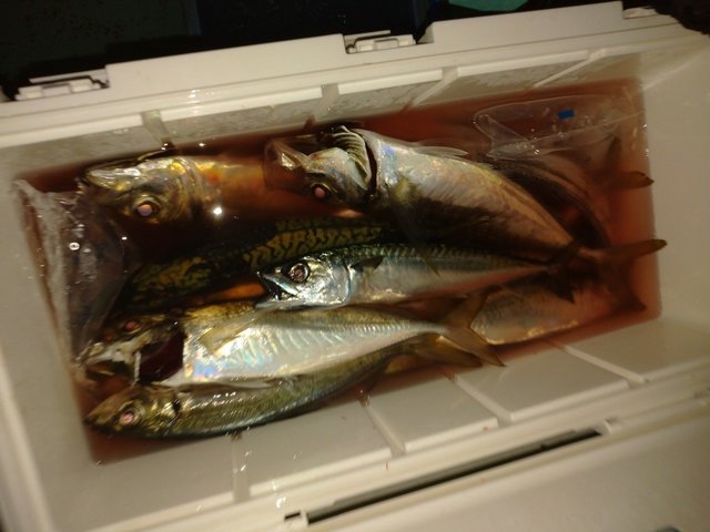 アジ(マアジ)・サバ(ゴマサバ)