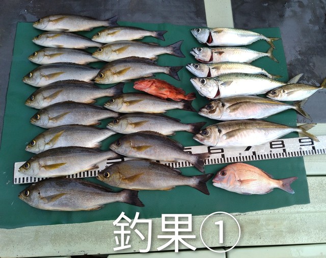 マアジ・イサキ・マサバ