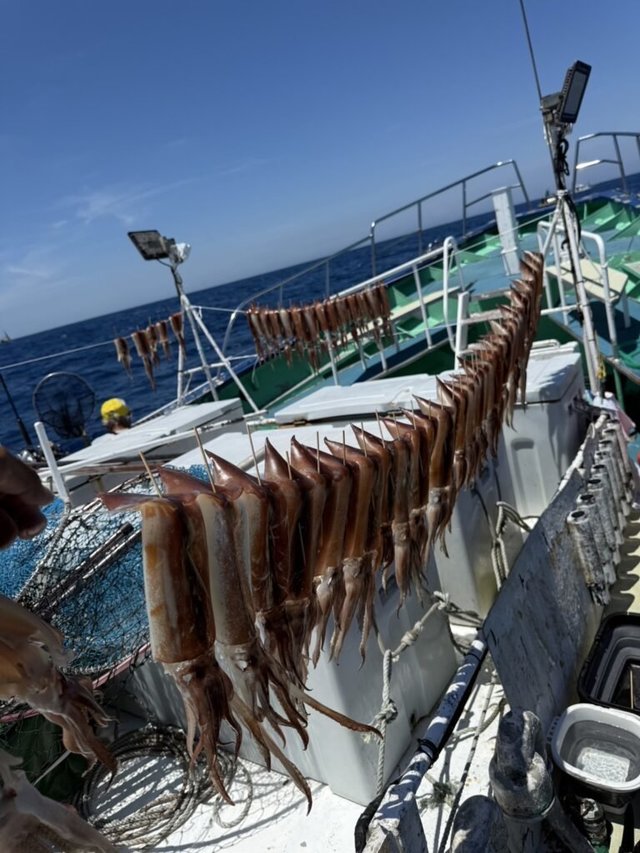 スルメ(スルメイカ)