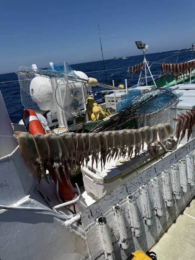 スルメ(スルメイカ)